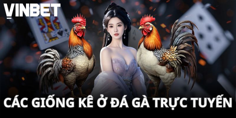 Gà nòi rất được yêu thích bởi các sư kê miền Bắc nước ta