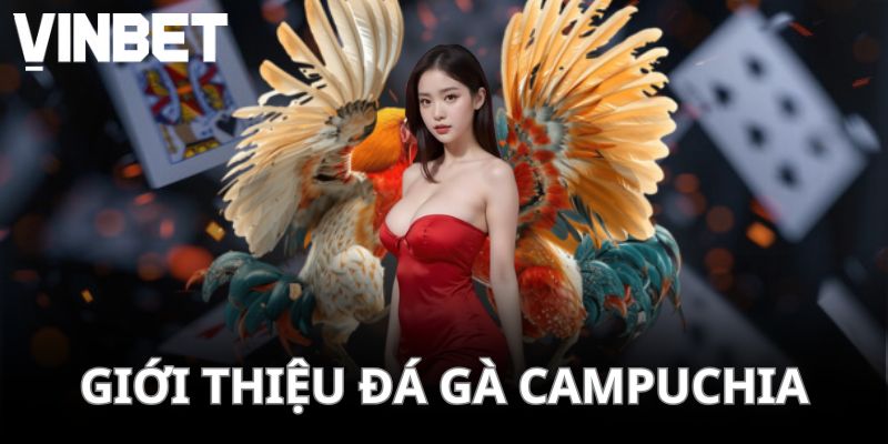Thông tin sơ lược về đá gà Campuchia cho người mới